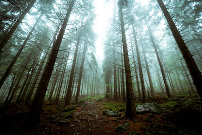 Pine trees in forest