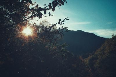 Silhouette trees in forest against sky during sunset