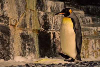 View of a bird against the wall