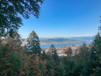 Scenic view of forest against clear blue sky