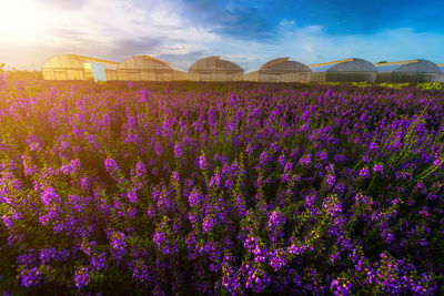 Purple flowering plants on field against sky