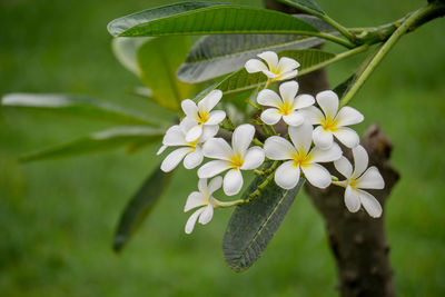 Close-up of frangipani plant