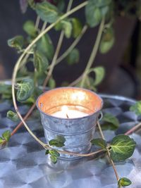 Close-up of potted plant on table