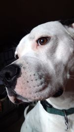 Close-up portrait of dog