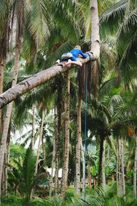 Low angle view of bird perching on palm tree