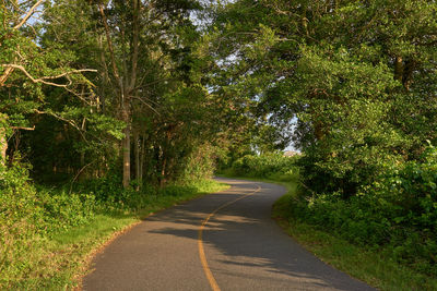 Empty road along trees