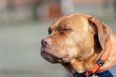 Close-up of dog looking away
