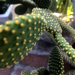 Close-up of lizard on plant