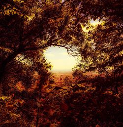Silhouette of trees at sunset