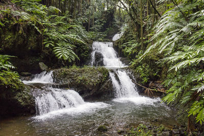 Scenic view of waterfall in forest