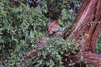 High angle view of cat on tree