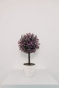 Close-up of flower vase on table against white background