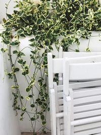 Close-up of potted plant in greenhouse