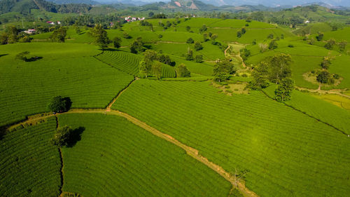 Scenic view of agricultural field