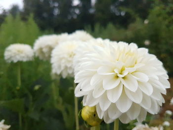 Close-up of white flowering plant in park