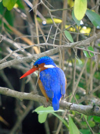 Close-up of bird perching on branch