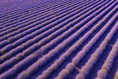 Full frame shot of agricultural field