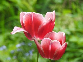 Close-up of pink flower blooming outdoors