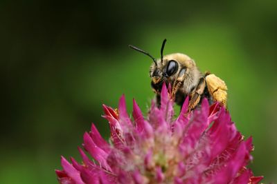 Close-up of butterfly pollinating on pink flower