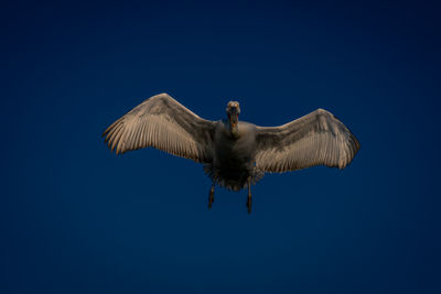 Low angle view of bird flying against clear blue sky