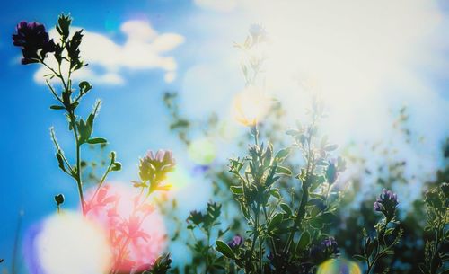 Close-up of pink flowering plant against sky