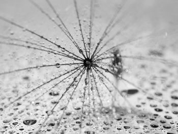 Close-up of wet dandelion
