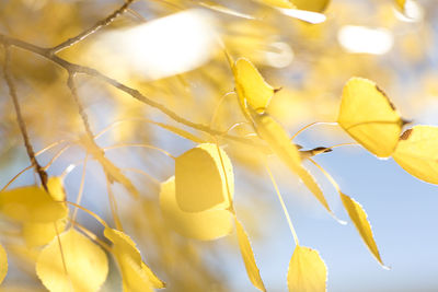 Close-up of yellow flowering plant leaves