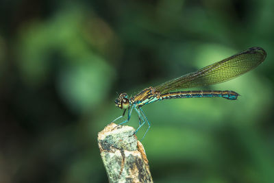 Close-up of dragonfly on leaf