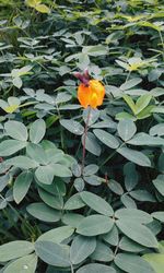 Close-up of yellow flower