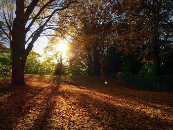 Sun shining through trees