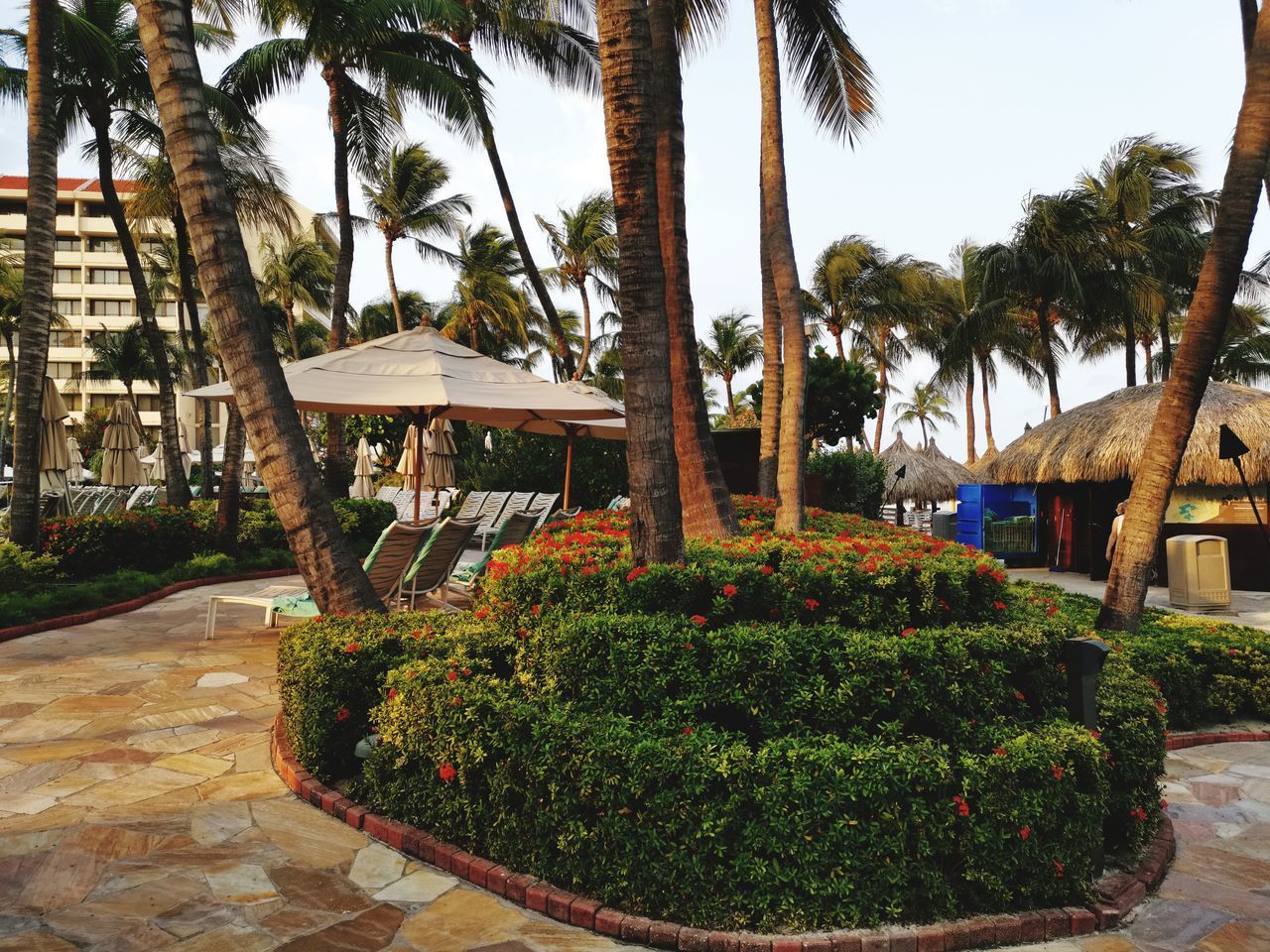 PALM TREES IN GARDEN