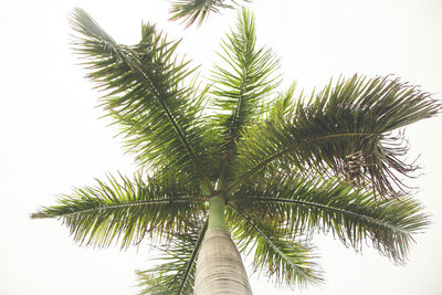 Low angle view of palm tree against clear sky