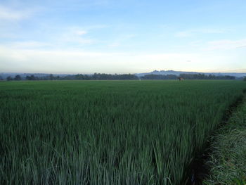 Scenic view of agricultural field against sky