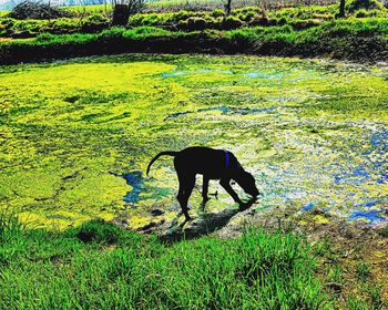 Grass grazing on grassy field