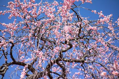 Low angle view of cherry blossoms against sky