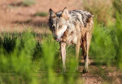 Wolf by grass on field