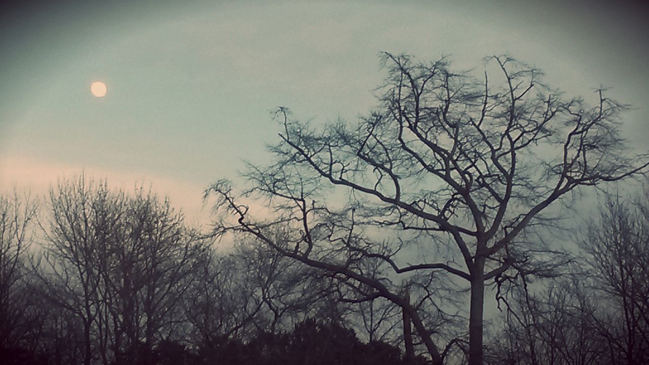 bare tree, silhouette, tree, low angle view, branch, sky, tranquility, beauty in nature, tranquil scene, nature, scenics, dusk, cloud - sky, outdoors, moon, sunset, no people, tree trunk, idyllic, night