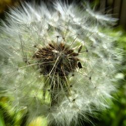 Close-up of dandelion flower