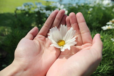 Close-up of hand holding white flower