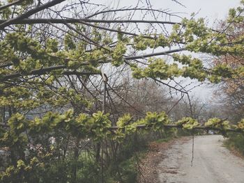 Plants growing on tree