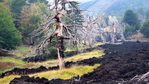 Pine trees in forest against sky