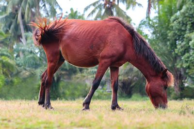 Horses in a field