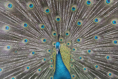 Full frame shot of peacock 