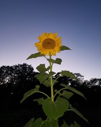 Close-up of yellow flowering plant against clear sky