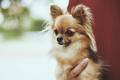 Close-up of a dog