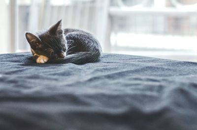 Kitten relaxing on bed at home