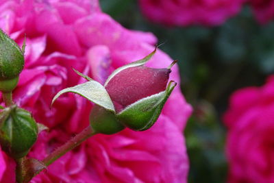 Close-up of pink flowering plant