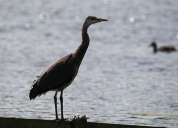 Gray heron by lake on sunny day