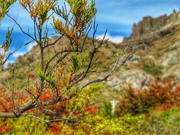 Close-up of plant growing on field against sky