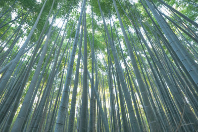 Low angle view of bamboo trees in forest